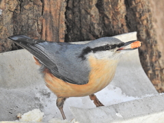 Sitta europaea
