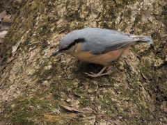 Sitta europaea
