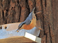 Sitta europaea