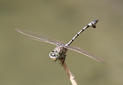 Lindenia tetraphylla