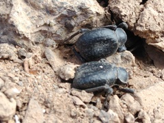 Entomochilus wilsoni