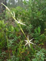 Pleea tenuifolia