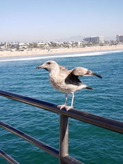 Larus occidentalis