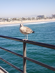 Larus occidentalis