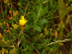 Cistus lasianthus alyssoides