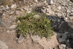 Koeberlinia spinosa