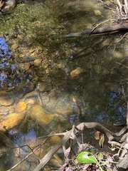 Nerodia sipedon