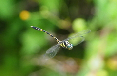 Macrogomphus albardae