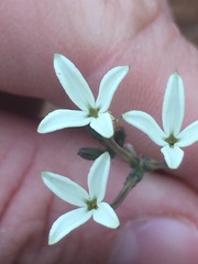 Kohautia amatymbica
