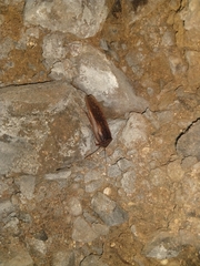 Homoeogamia mexicana