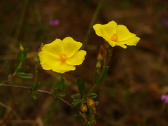 Cistus lasianthus alyssoides