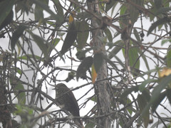 Margarornis squamiger