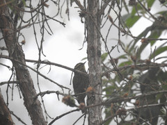 Margarornis squamiger
