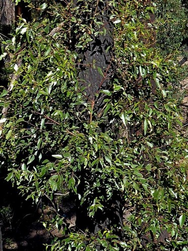 Image of Eucalyptus muelleriana by (c) Max Campbell, some rights reserved (CC BY)