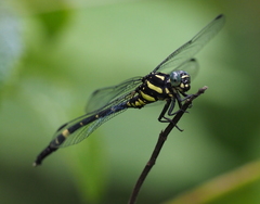 Macrogomphus lankanensis