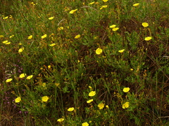 Cistus lasianthus alyssoides