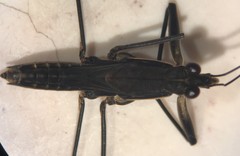 Aquarius nebularis