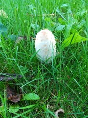 Coprinus comatus