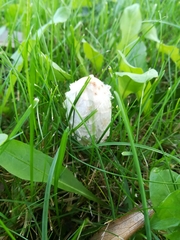 Coprinus comatus