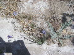Sisyrinchium halophilum