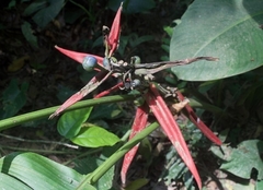 Heliconia aemygdiana
