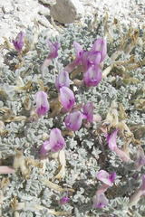 Astragalus phoenix