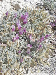 Astragalus phoenix