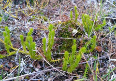 Spinulum annotinum alpestre