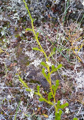 Spinulum annotinum alpestre