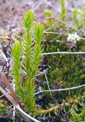 Spinulum annotinum alpestre