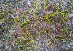 Spinulum annotinum alpestre