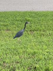 Egretta caerulea