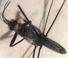 Aquarius nebularis