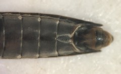 Aquarius nebularis