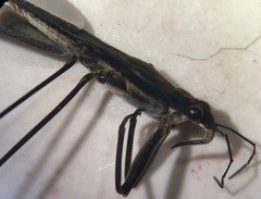 Aquarius nebularis