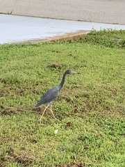 Egretta caerulea