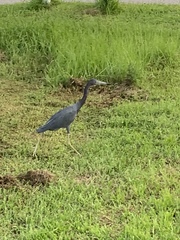 Egretta caerulea