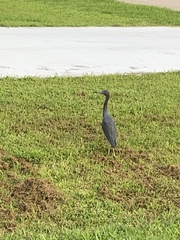 Egretta caerulea