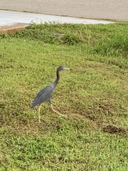 Egretta caerulea