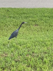 Egretta caerulea