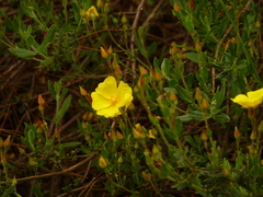 Cistus lasianthus alyssoides