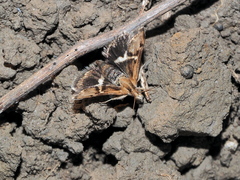 Titanio normalis