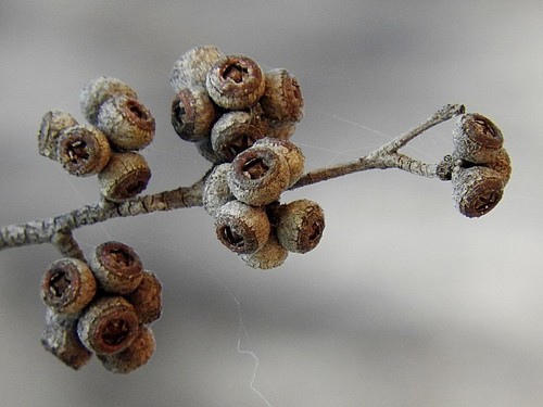 Image of White Stringybark (Eucalyptus globoidea) by (c) Max Campbell, some rights reserved (CC BY)