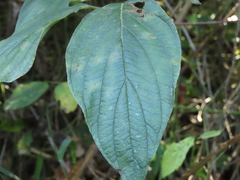 Cornus sericea occidentalis