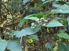 Cornus sericea occidentalis