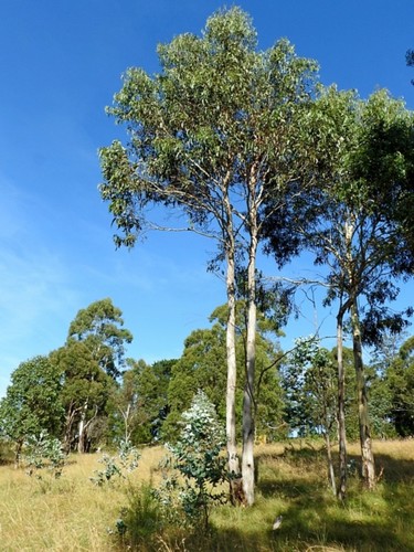 Image of Eucalyptus maidenii by (c) Max Campbell, some rights reserved (CC BY)