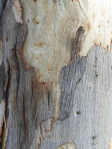 Image of Eucalyptus maidenii by (c) Max Campbell, some rights reserved (CC BY)