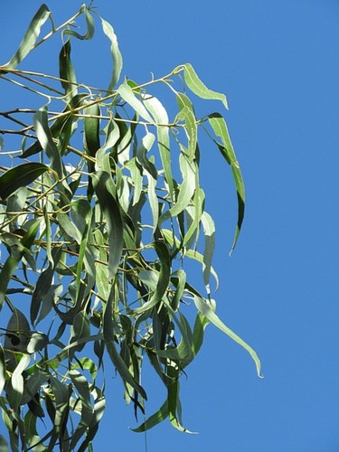 Image of Eucalyptus maidenii by (c) Max Campbell, some rights reserved (CC BY)