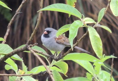 Spizella atrogularis