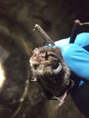 Corynorhinus mexicanus